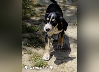 Strolchi und Scippy suchen  noch ein Zuhause