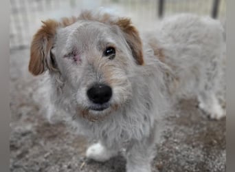 Lucky ❤️ fröhlich+aufgeweckt sucht dich!