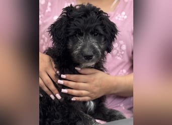 Labradoodle Ich bin der letzte aus diesem Wurf
