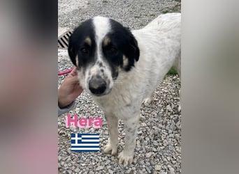 Hera , 09/23 - fröhliches liebes Mädel auf Heimatsuche
