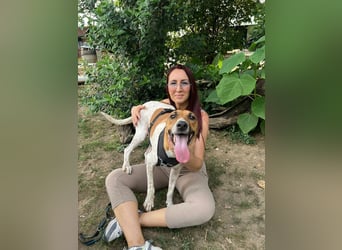 Djole - unser Traum auf vier Pfoten