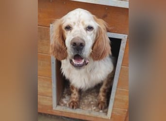 Freundlicher Trevor sucht sein Happy End