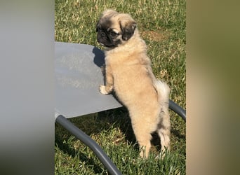 Mops Welpen  ( Altdeutsche )