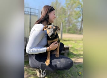 Dobby LM – kleiner Wirbelwind sucht seine Familie