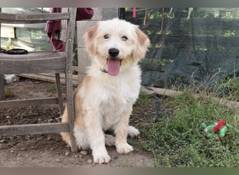 Pfiffige Suki sucht ihre Menschen