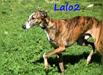 Lalo2 09/2023 (ESP) - sehr freundlicher und verspielter, wunderschöner Galgo!