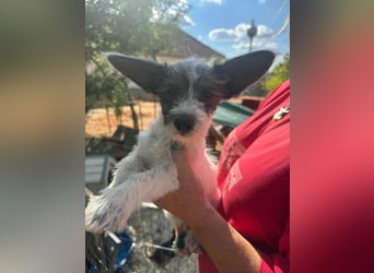 Lobo, geboren 30.03.2025, 23cm sucht seine Menschen