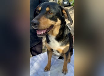 Dora - Anhängliche Dora sucht ihren Lieblingsmenschen