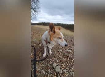 Mila - eine liebevolle Seniorin sucht warmes Körbchen aktuell in 58511 Lüdenscheid