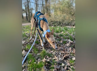 Flecha wartet in 46286 Dorsten