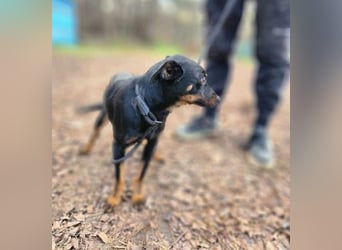 Lieber Lala, ca. 2 Jahre alt, 39 cm, wünscht sich eine Familie