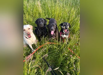 Maffy - Labrador-Mix-Hündin mit Herz sucht ihr Für-immer-Zuhause