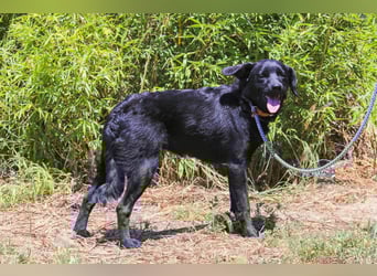 Champ, Labrador-Mix, lieb und sozial