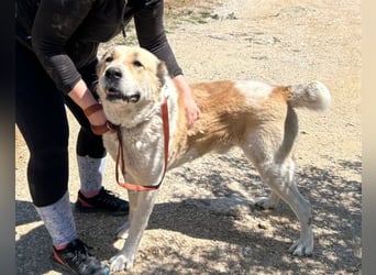 Jack ❤️ sichere Heimat gesucht!