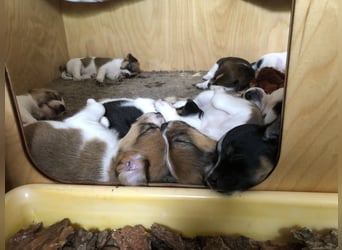 Kromfohrländer Welpen aus Hamburg suchen ein liebevolles Zuhause (Einkreuzprojekt)
