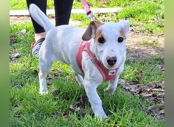 Sunny, fröhliches Hundemädchen sucht Familienanschluss