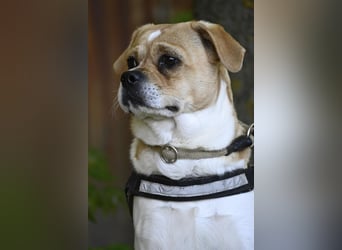 Samu SI – Unsicherer Jungspund sucht erfahrene Hände