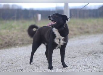 Süßer BALTO wird ein guter Freund
