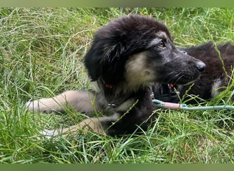 Lolly – Körbchen gesucht! (47839 Krefeld)