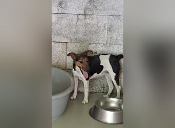 LEXI-ÜBER DEN ZAUN GEWORFEN