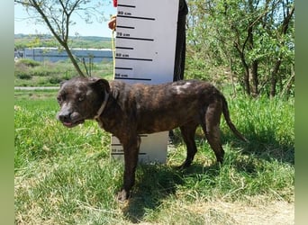 Ludwig 2, Staffordshire Terrier Mischling