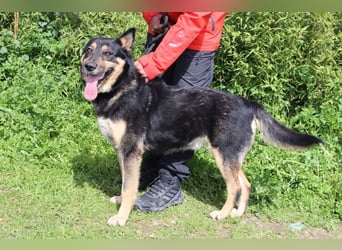 Nana, Mix Schäferhund / Collie, lieb und sozial