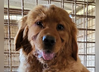 FELIX❤️ junger Chow-Chow-Retriever-Mix: freundlich, sozial und menschenbezogen