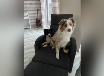 Liebenswerte Familienhunde Maex & Maya suchen ein neues Zuhause