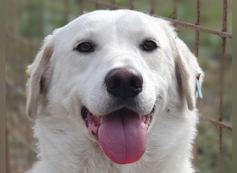 ♥JANOSCH♥ hübscher, sehr lieber, anfangs noch vorsichtiger Labrador-Mix-Rüde 48 cm