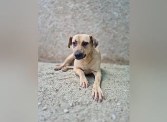 MELINA, Hündin, 3 Jahre, 48 cm, Mischling, Tierschutz
