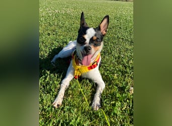Luna sucht ihre Herzensmenschen