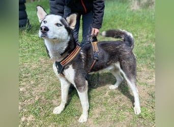 Navaro,Husky Mischling