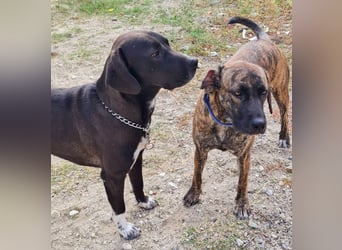Ifi – eine Hundedame von Eleganz und Format!