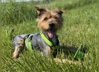 Coco, aktiv und katzenfreundlich