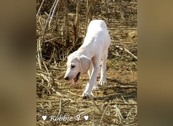 Roberta und Robbie, f.,  suchen eine Familie