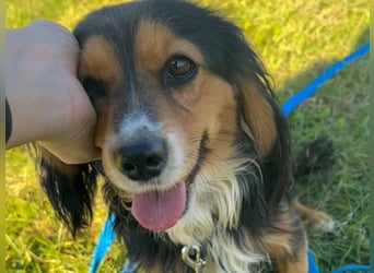 Schmusemaus BOBISHA liebt Kuscheln über alles