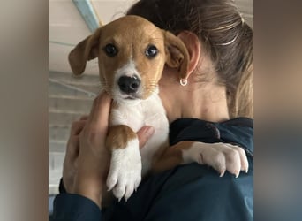 Hundekind JOCA sucht Familie mit Herz