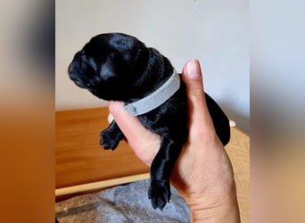 Edle Labrador Welpen (Schwarz/Foxred/Creme) mit Ahnentafel, Nachkommen von Champions