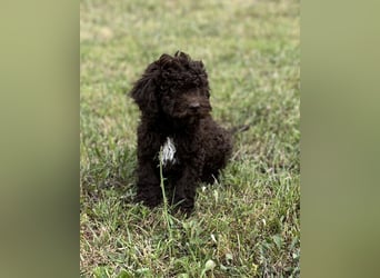Lagotto Romagnolo – Hochwertige Welpen aus der registrierten Zuchtstätte King of the Truffles