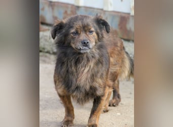 Sanfte und noch etwas schüchterne EMILIJA sucht liebevolles Zuhause
