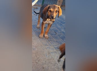 Leon sucht seine Menschen