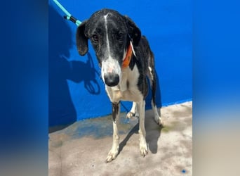 Marylin, zauberhafte Galgo Lady, zu brav für die Jagd, abgegeben