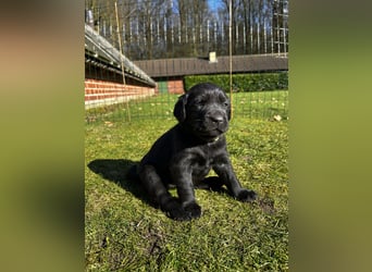 Wunderschöner Golden Retriever - Labrador Mix Welpe