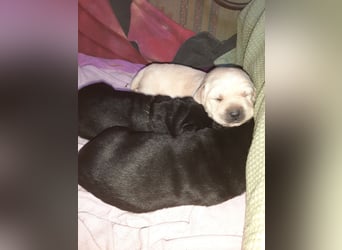 Labradorpuppies mit Papieren suchen ab Mitte Juli ein neues Zuhause