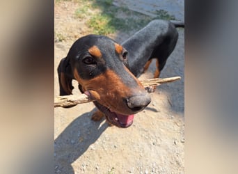 Frohnatur Marley