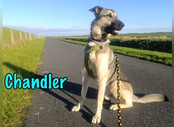 Chandler 10/21 (in Deutschland) - sportlicher, verspielter & gelehriger Rüde, ein toller Begleiter!