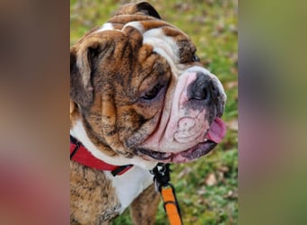 Big Boy Bruno Vom Örmser Bahnhof sucht sein Zuhause