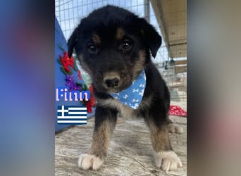 Finn,geb02/25,süßer Hundebub sucht seine Familie