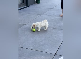 Maltipoo - Welpen - Rüden und Hündin