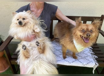 Tobi2 SR – unkomplizierter Sonnenschein sucht neues Glück